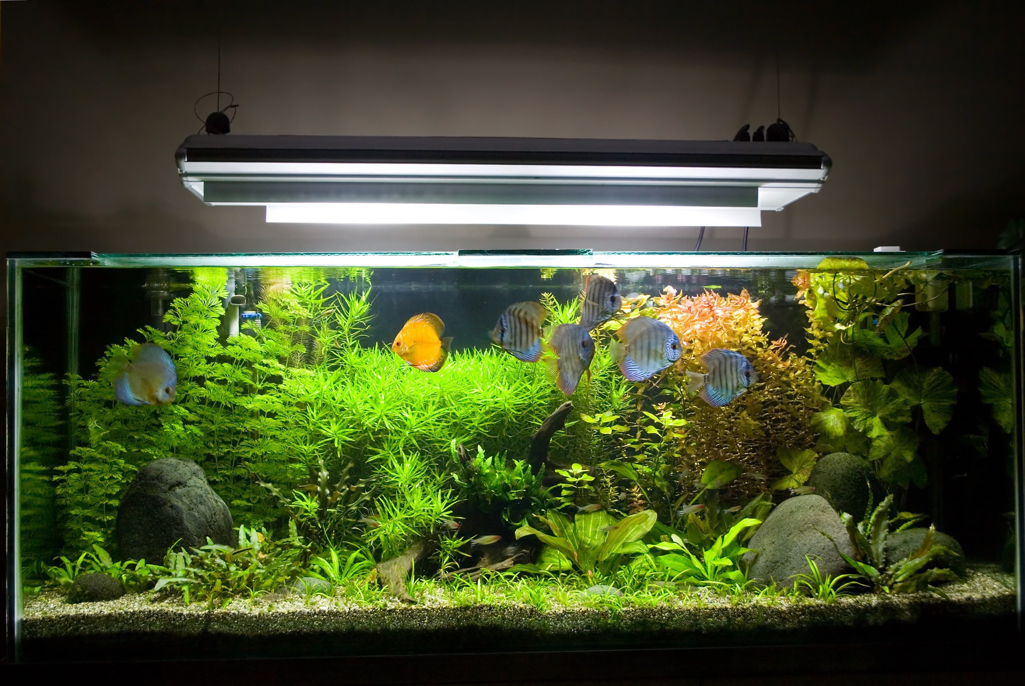 grow led lights for indoor plants Full Spectrum LED Grow Light with Tray for Potted Plants main image 1