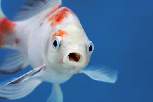 Finding the right place to set up a fish tank