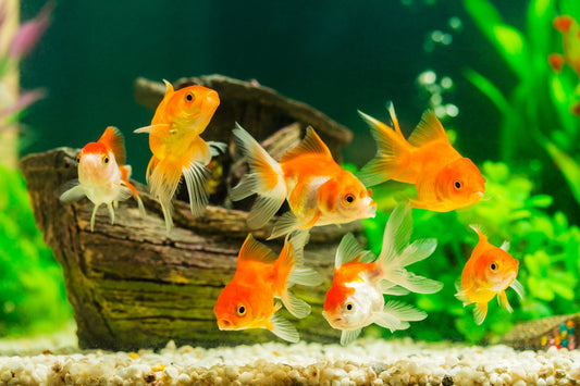 How to look after a goldfish