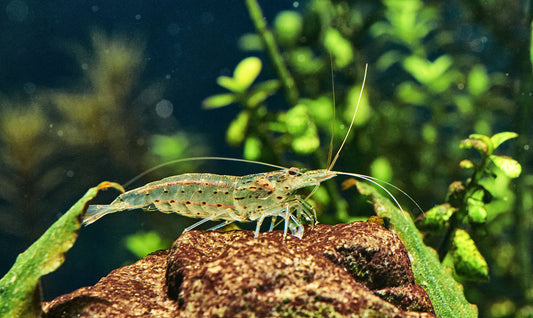 A beginners guide to aquarium clean-up crews