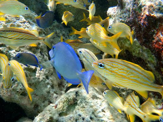 The Ultimate Guide to Fishkeeping
