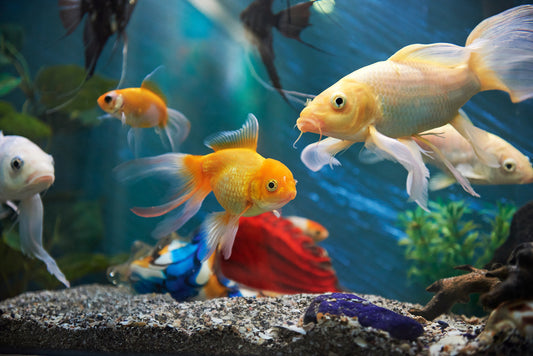 Cloudy water in fish tank