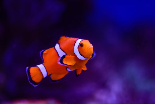 finding nemo fish tank accessories Disney Pixar Betta Bow bold-custom-projects How about a splash of Disney magic with this adorable Coral Aquarium Statue Disney Finding Nemo Fish Tank
