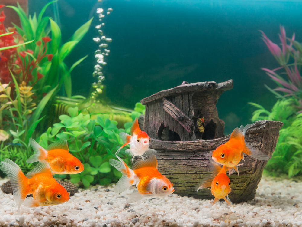 Best size tank for goldfish best sale