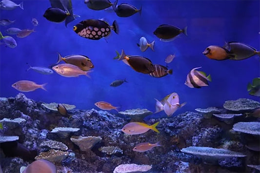 How to Look After Your Tropical Fish