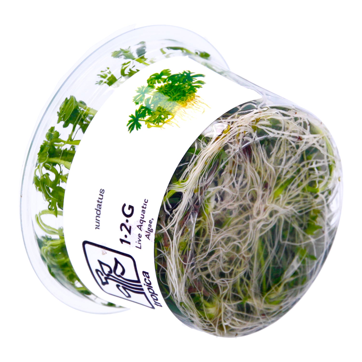 Tropica  1-2 Grow ! Ranunculus Live Aquarium Plant