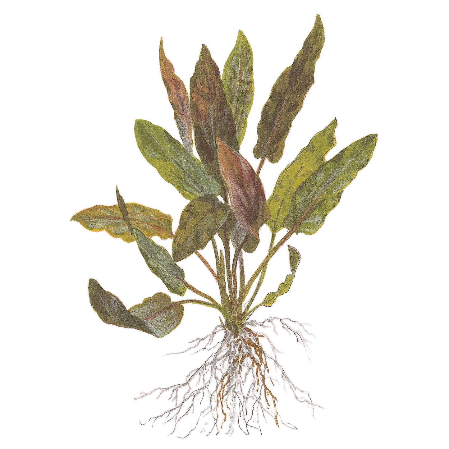 Tropica Cryptocoryne undulata 'Broad Leaf' (Easy, Middleground) 1-2-Grow!