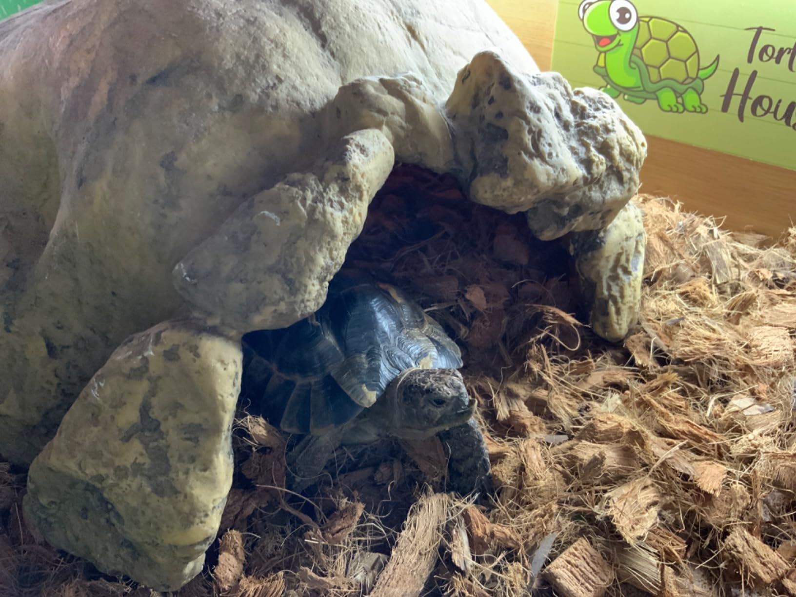 Exo Terra Tortoise Reptile Hide Shelter Cave