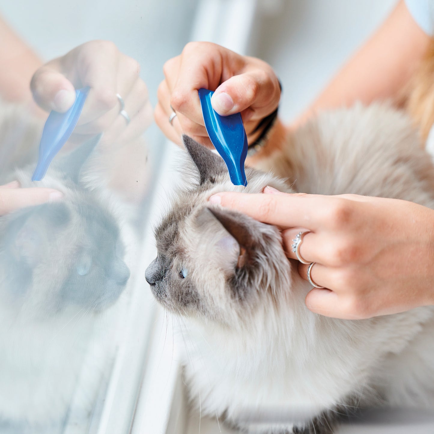 Beaphar Calming Spot-On Cat 0.4ml x3