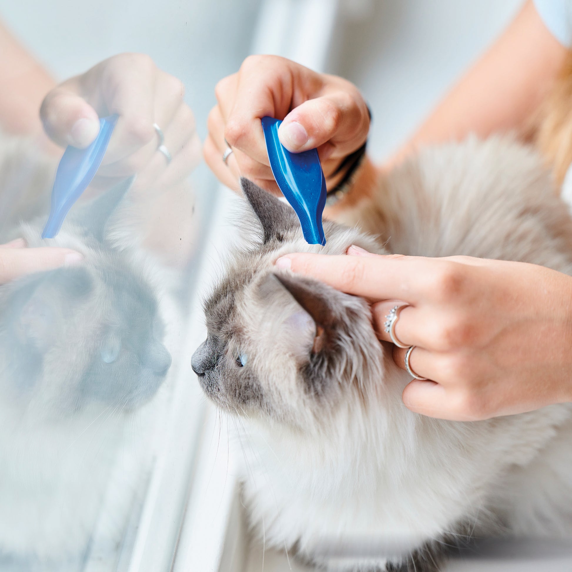 Beaphar Calming Spot-On Cat 0.4ml x3