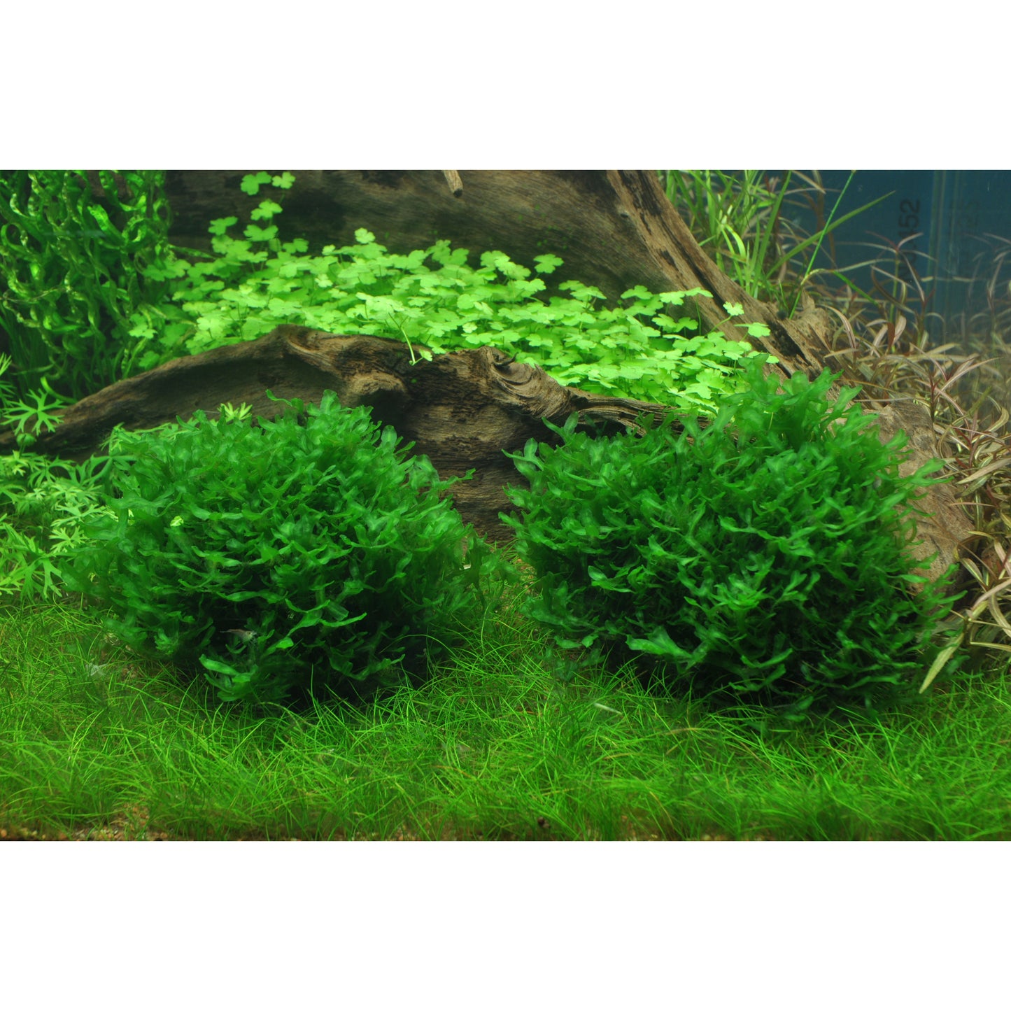Tropica Monosolenium tenerum (Easy, Foreground) 1-2-Grow!