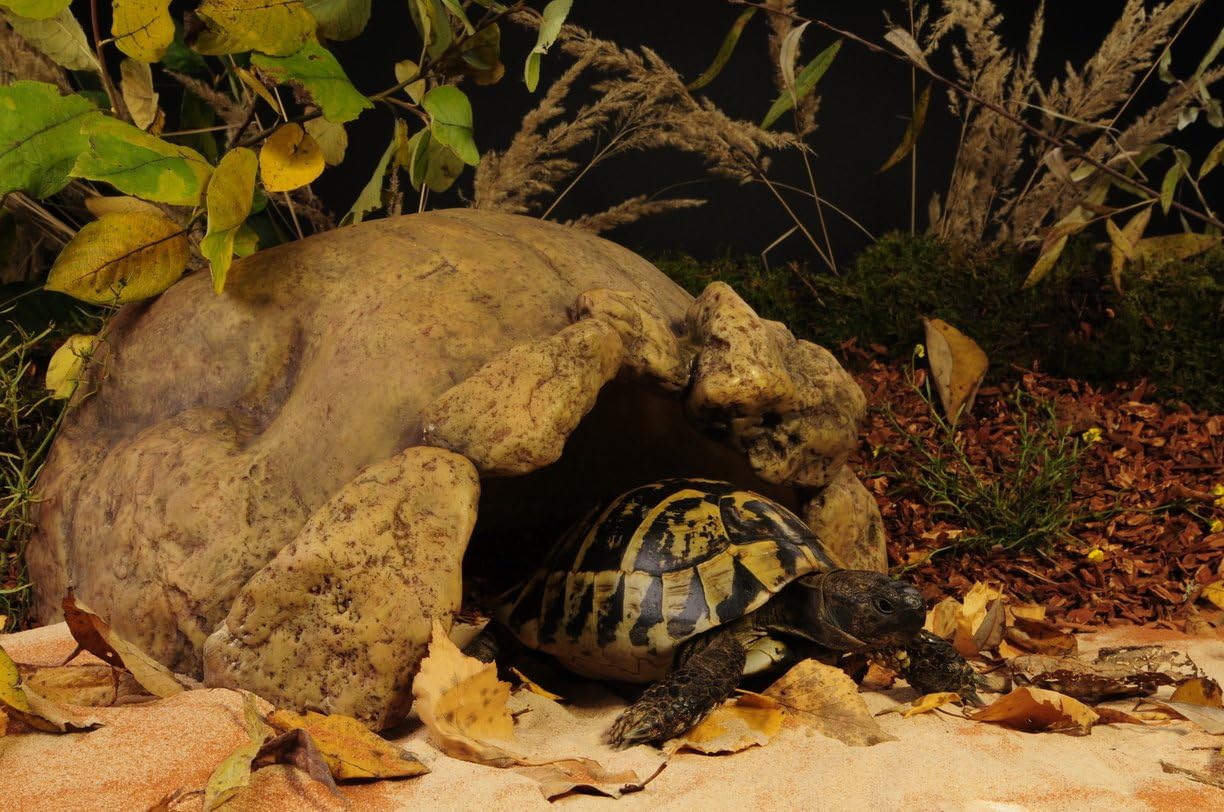 Exo Terra Tortoise Reptile Hide Shelter Cave
