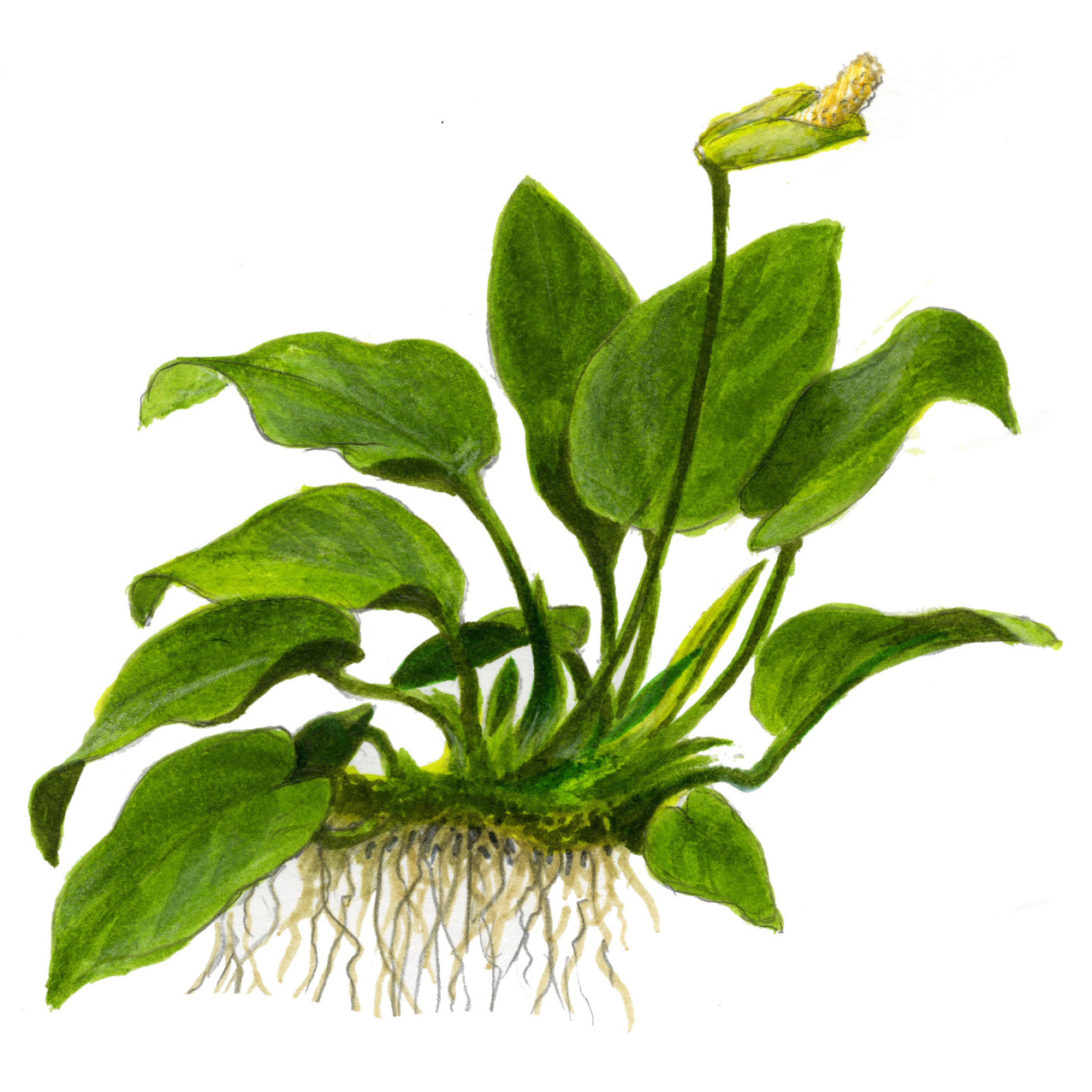 Tropica Anubias barteri nana (Easy, Foreground/Attach) 1-2-Grow!