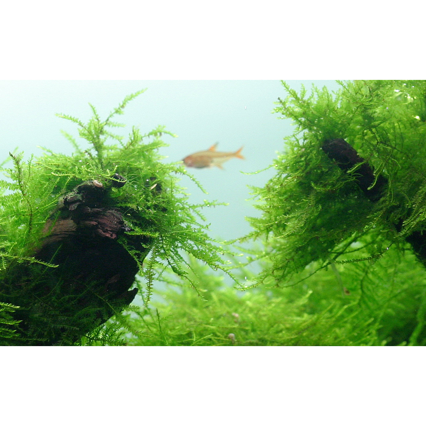 Tropica Taxiphyllum barbieri 'Bogor Moss' (Easy, Moss) 1-2-Grow!