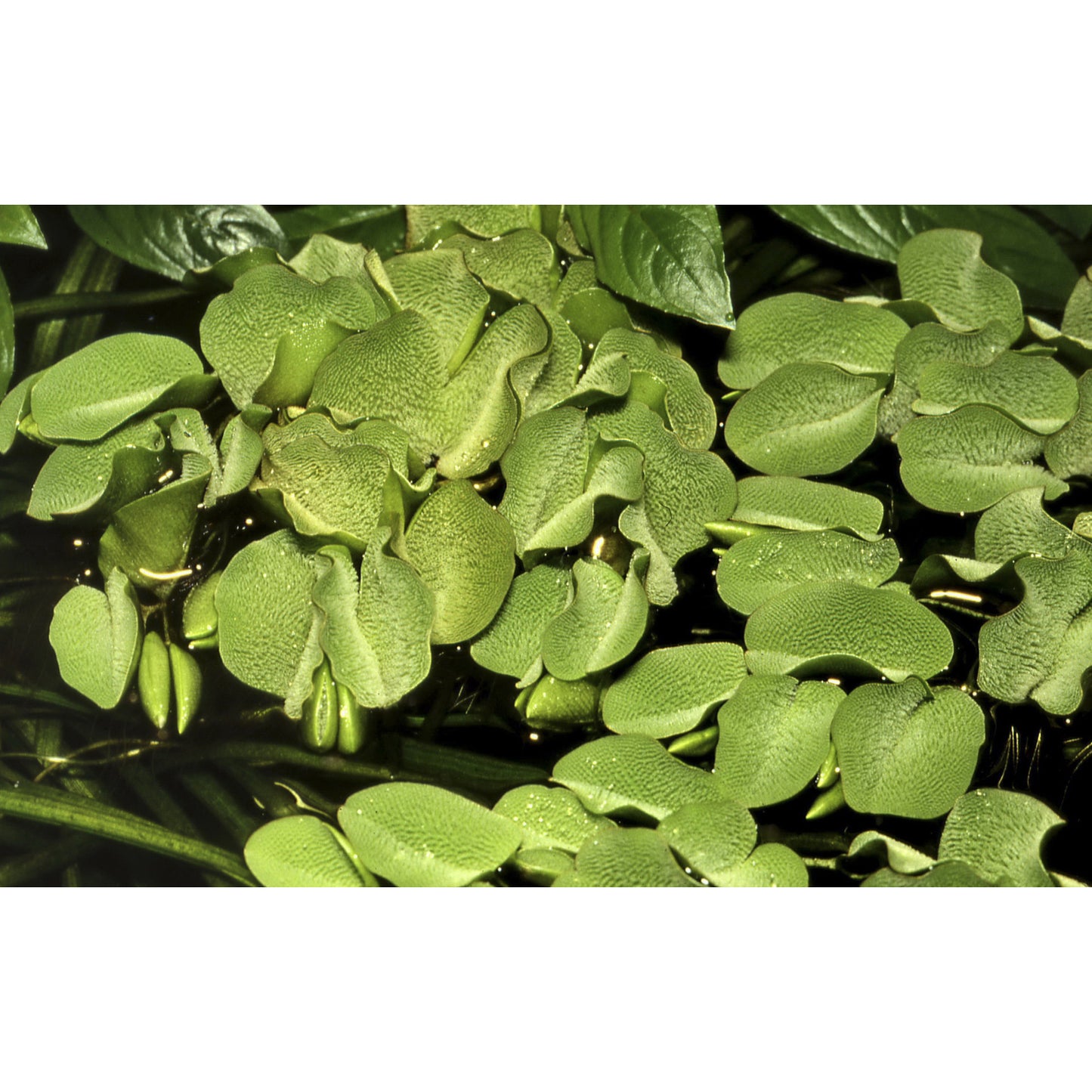 Tropica Salvinia minima (Easy, Floating) 1-2-Grow!
