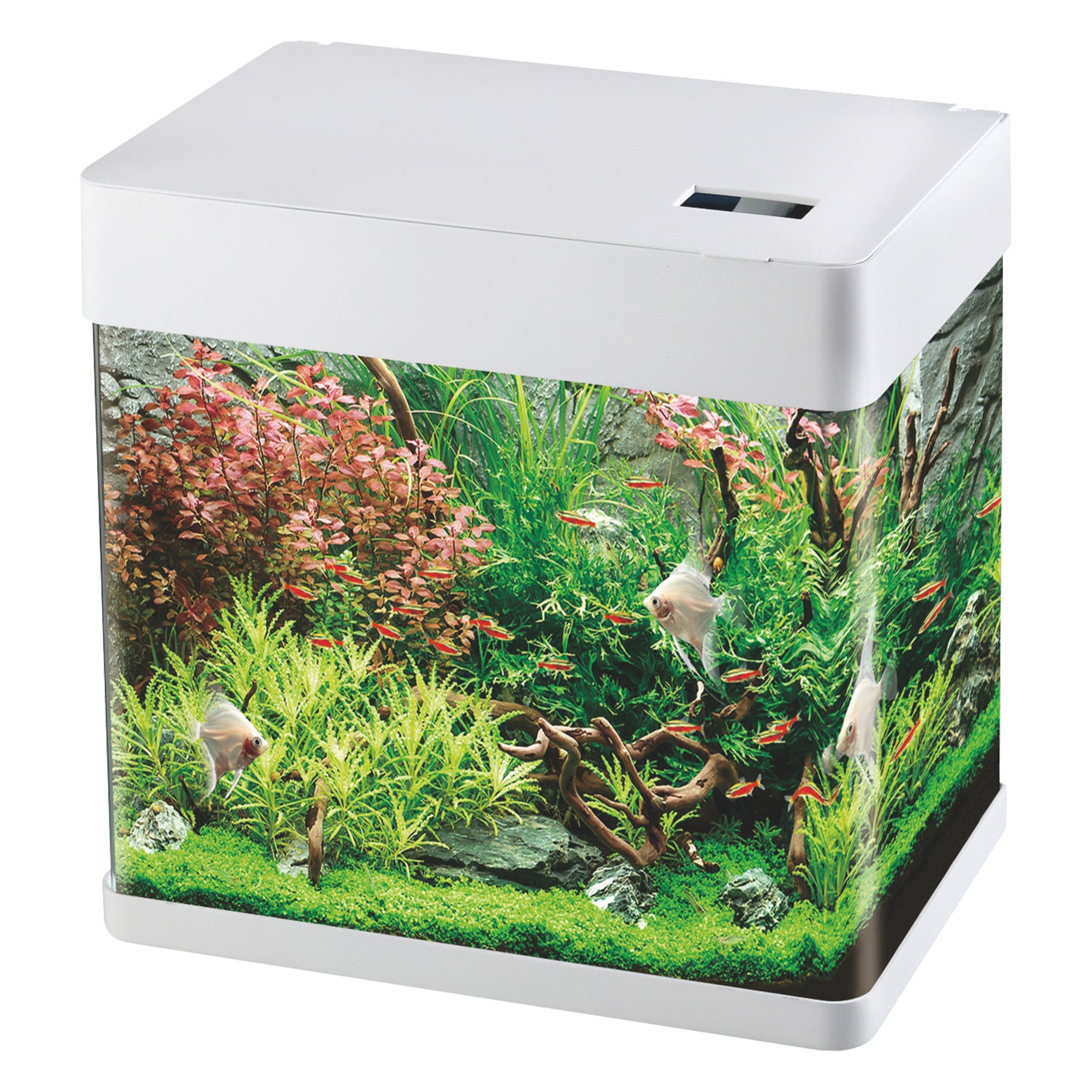 Klein, exquisiete, vierkante, mini ecologische aquarium voor op het bureau, van