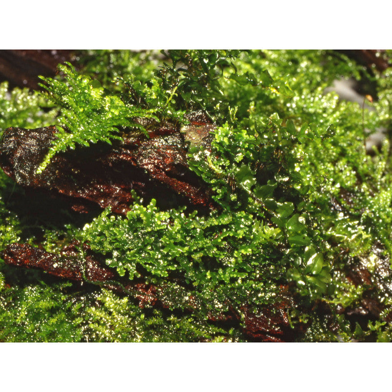 Riccardia chamedryfolia Moss Tropica 1-2-GROW