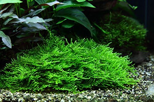 Taxiphyllum sp. 'Spiky Moss' (Easy, Moss) 1-2-Grow!