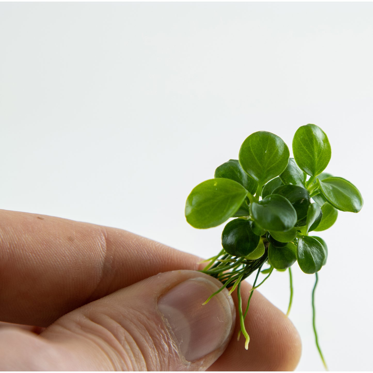 Tropica Anubias barteri 'Mini Coin' (Easy, Foreground/Attach) 1-2-Grow!