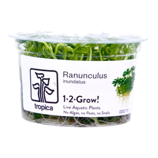 Tropica  1-2 Grow ! Ranunculus Live Aquarium Plant