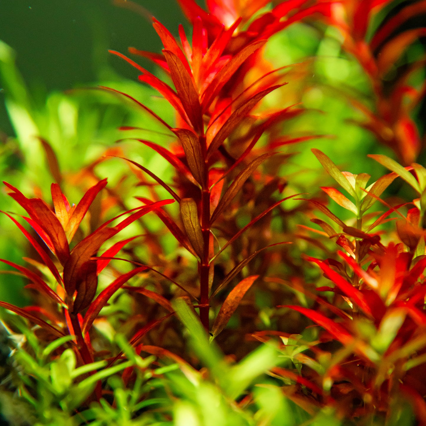 Tropica Rotala rotundifolia 'Blood Red' (Medium, Red) 1-2-Grow!