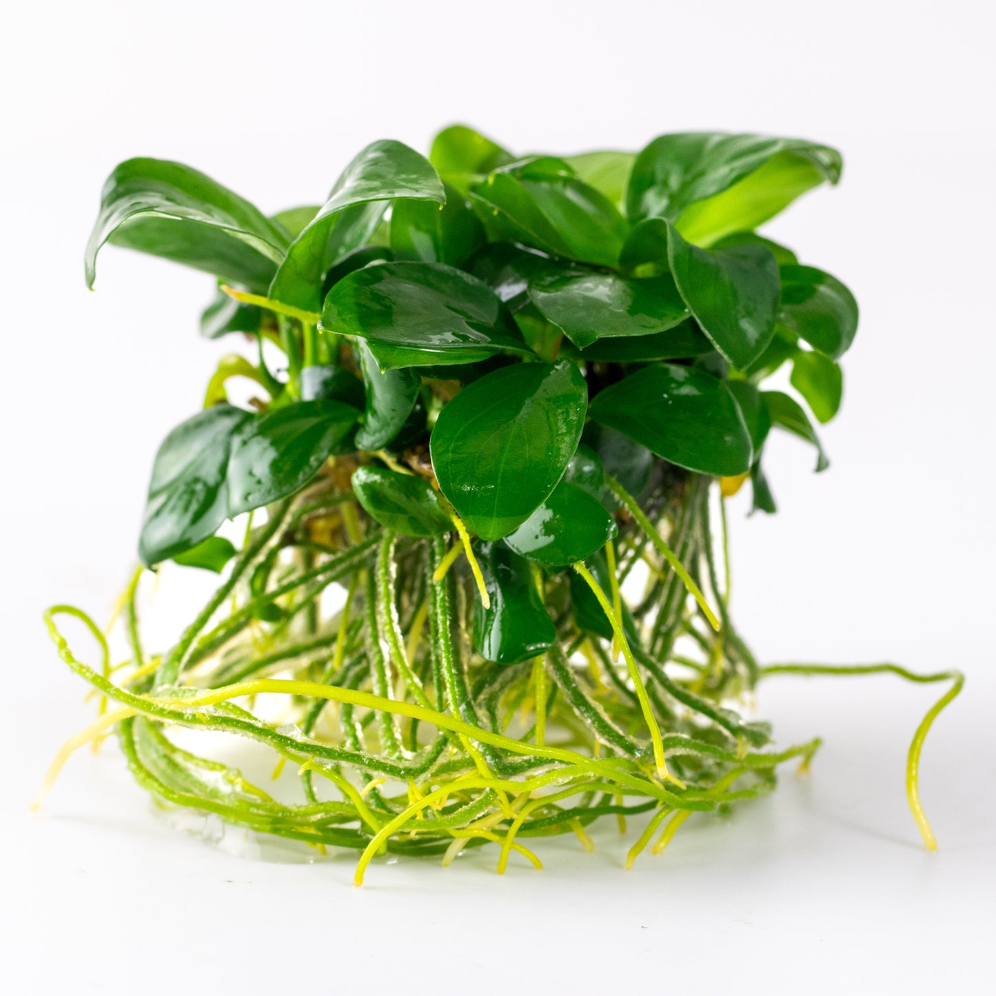 Tropica Anubias barteri nana (Easy, Foreground/Attach) 1-2-Grow!