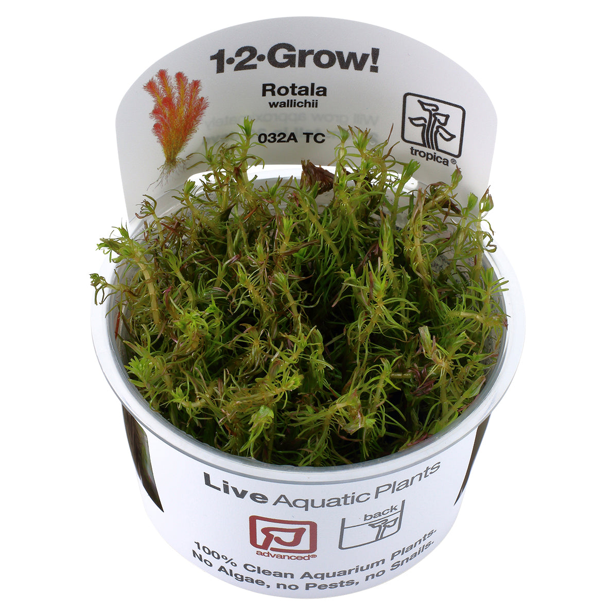Tropica Rotala wallichii (Advanced, Background) 1-2-Grow!