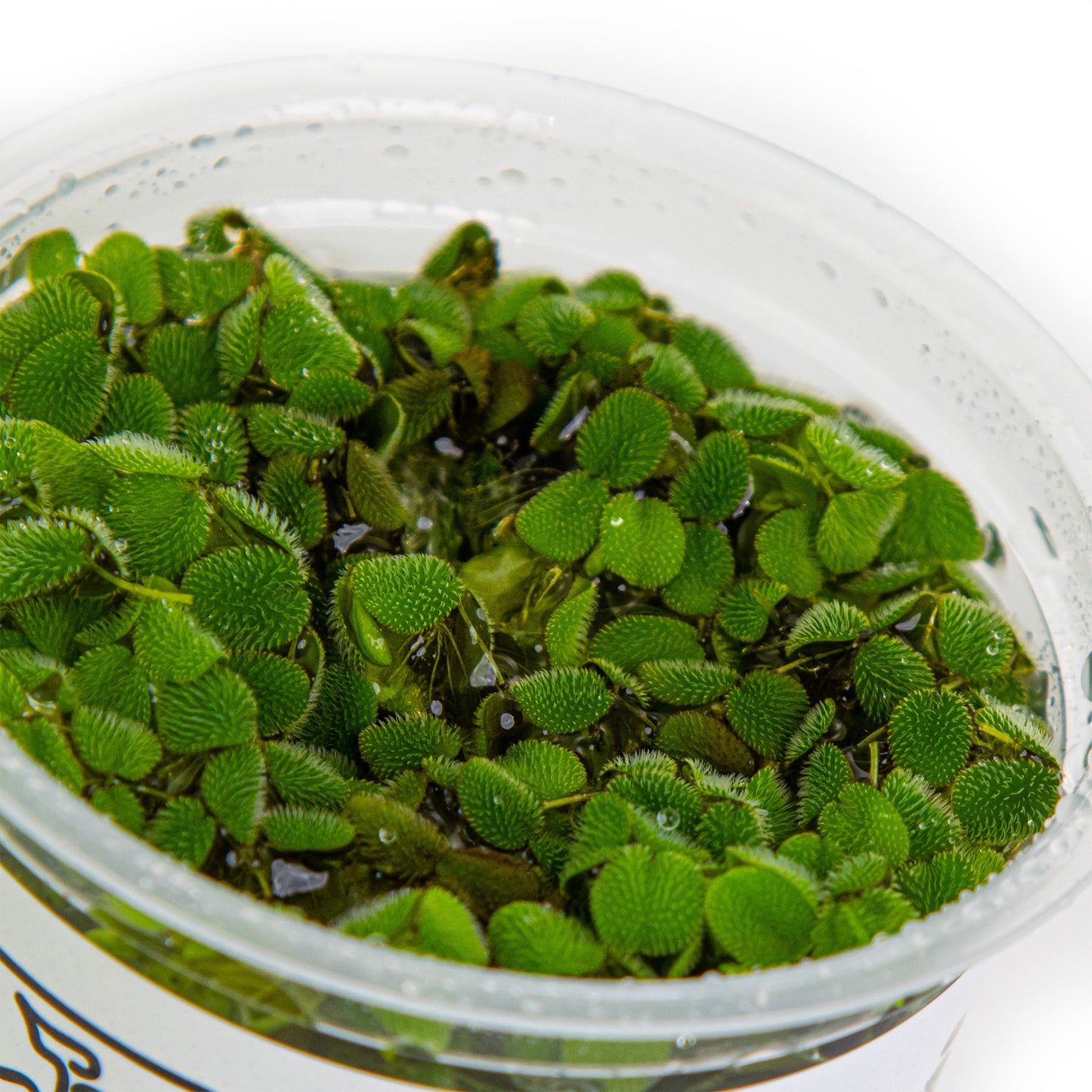 Tropica Salvinia minima (Easy, Floating) 1-2-Grow!