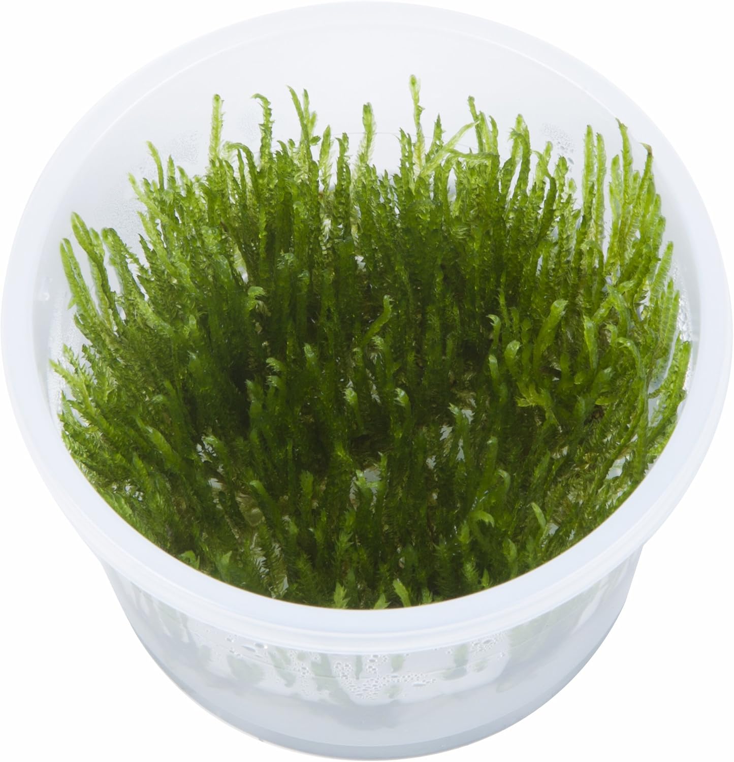Taxiphyllum sp. 'Spiky Moss' (Easy, Moss) 1-2-Grow!