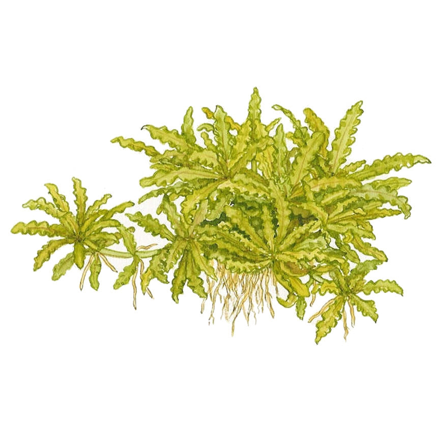 Tropica Pogostemon helferi (Medium, Foreground) 1-2-Grow!