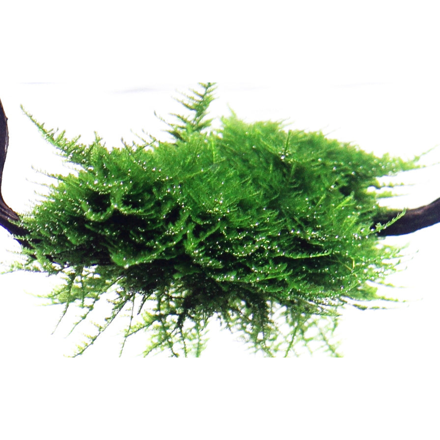 Tropica Vesicularia montagnei 'Christmas Moss' (Medium, Foreground) 1-2-Grow!