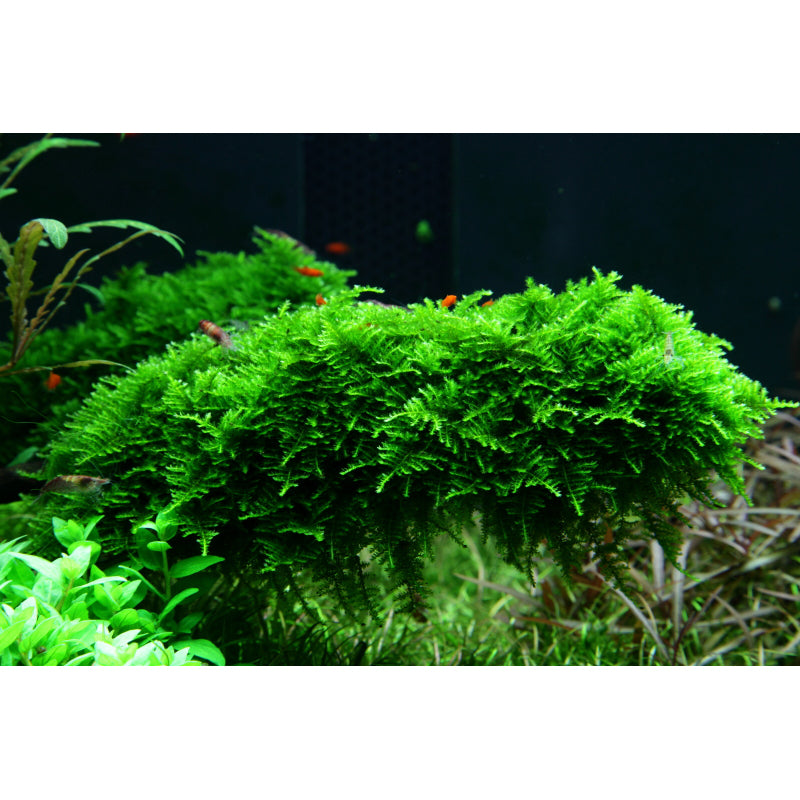 Tropica Vesicularia montagnei 'Christmas Moss' (Medium, Foreground) 1-2-Grow!