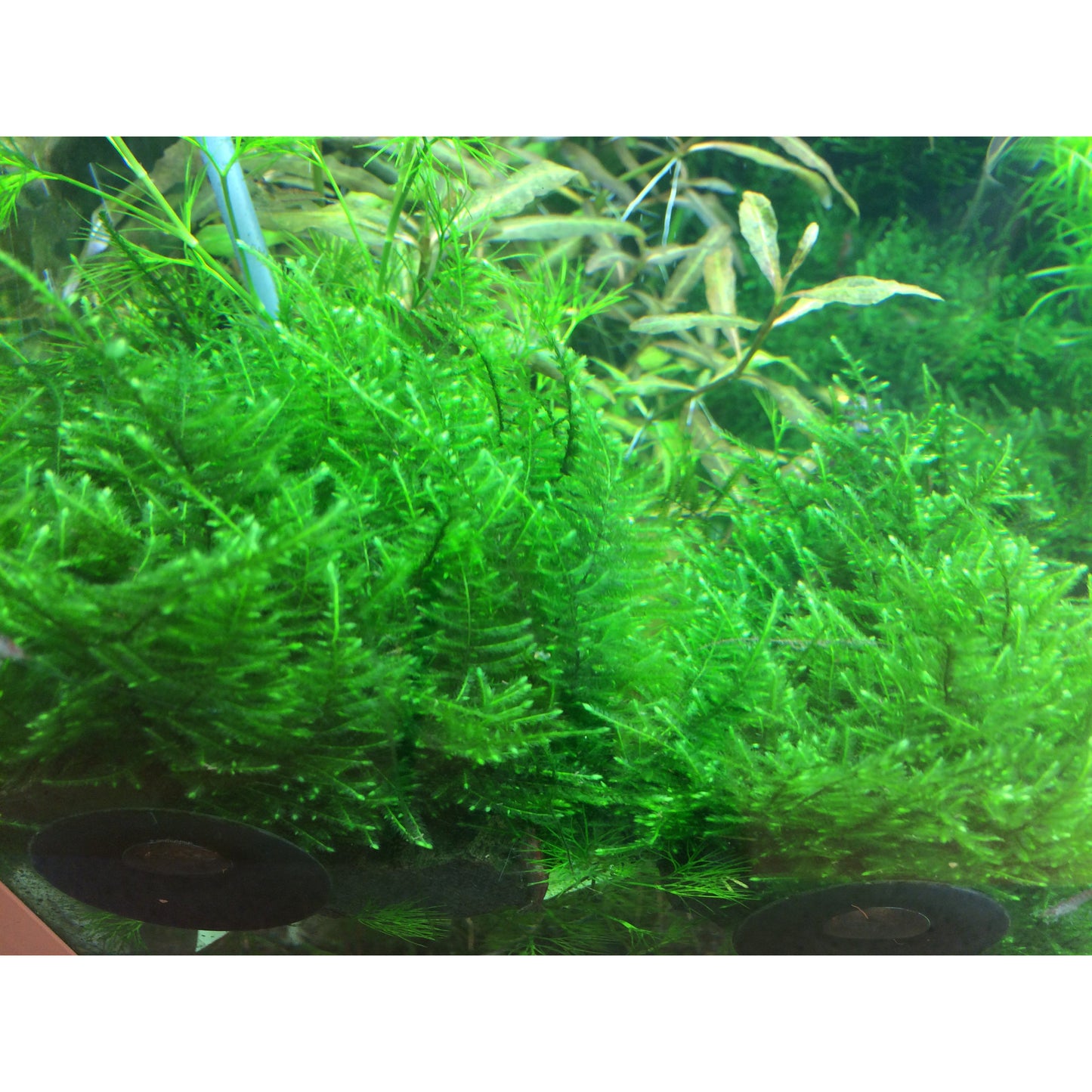 Tropica Taxiphyllum alternans 'Taiwan Moss' (Easy, Moss) 1-2-Grow!