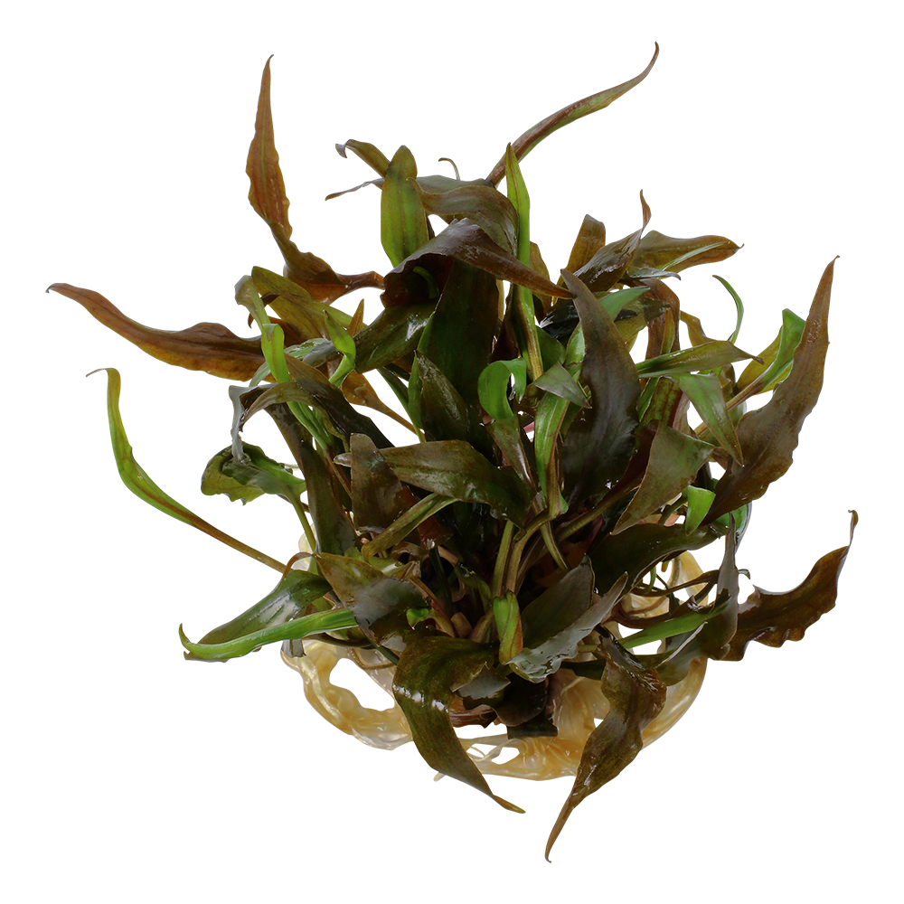 Tropica Cryptocoryne undulata 'Broad Leaf' (Easy, Middleground) 1-2-Grow!