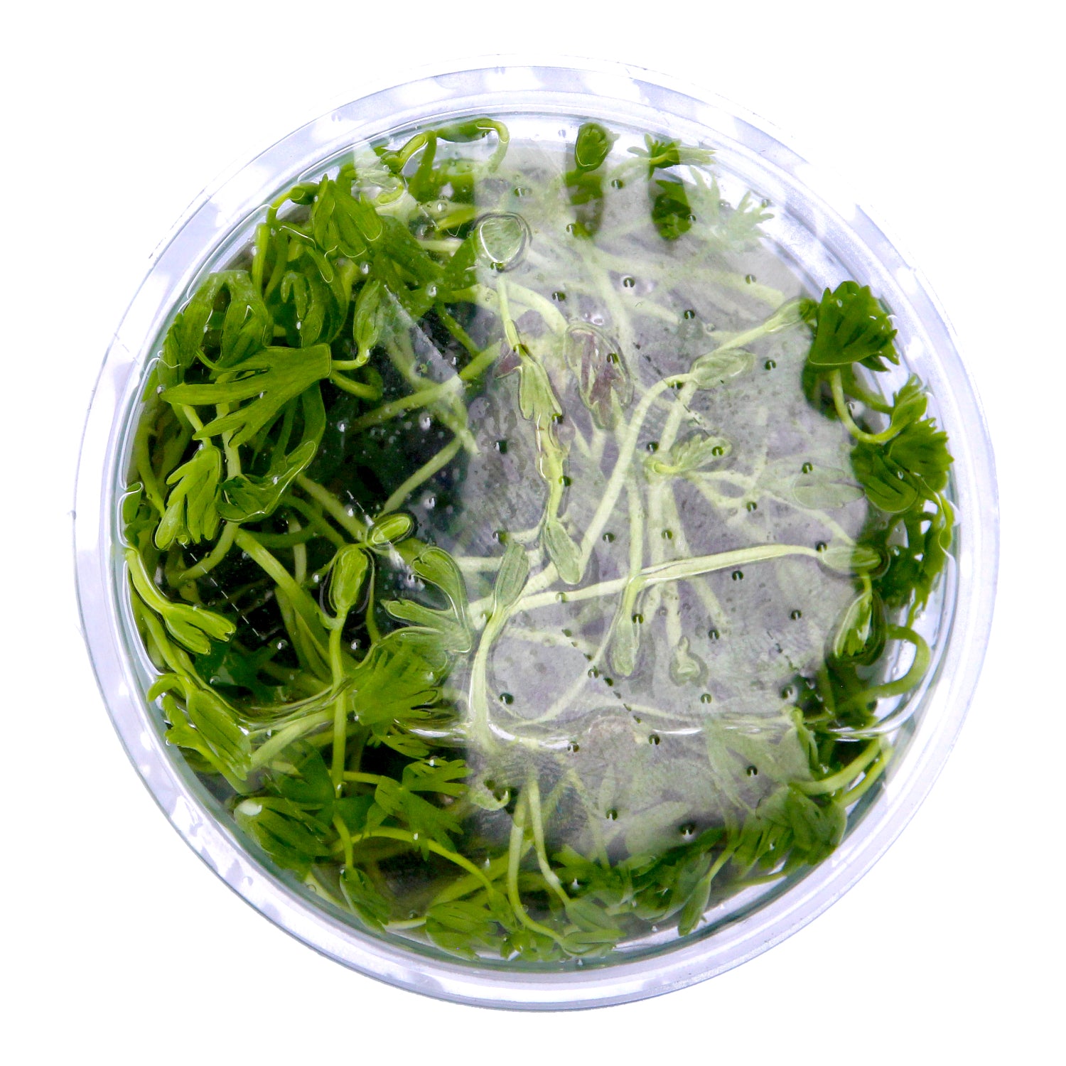 Tropica  1-2 Grow ! Ranunculus Live Aquarium Plant