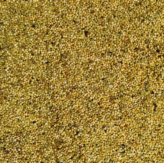 Bucktons Budgie 50/50 Bird Seed Mix 20kg Bulk Bag