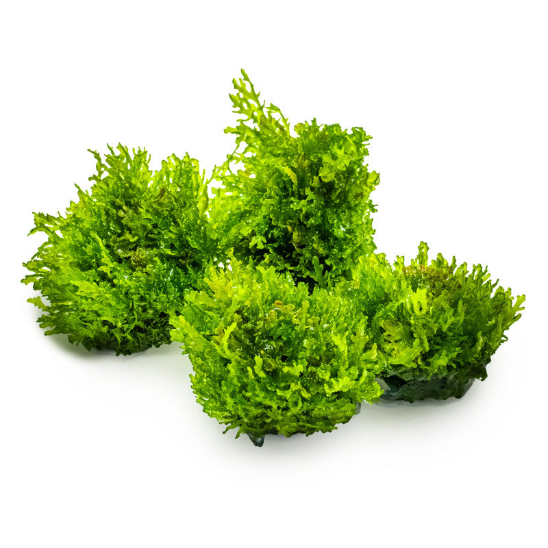 Riccardia chamedryfolia Moss Tropica 1-2-GROW
