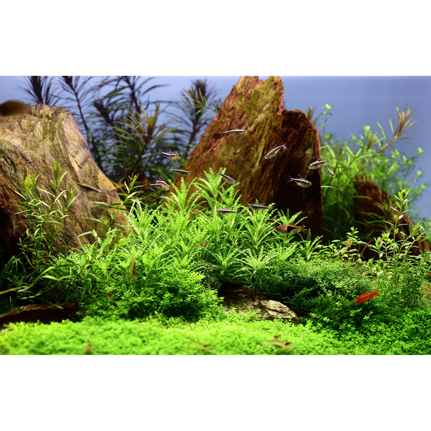 Tropica Pogostemon helferi (Medium, Foreground) 1-2-Grow!