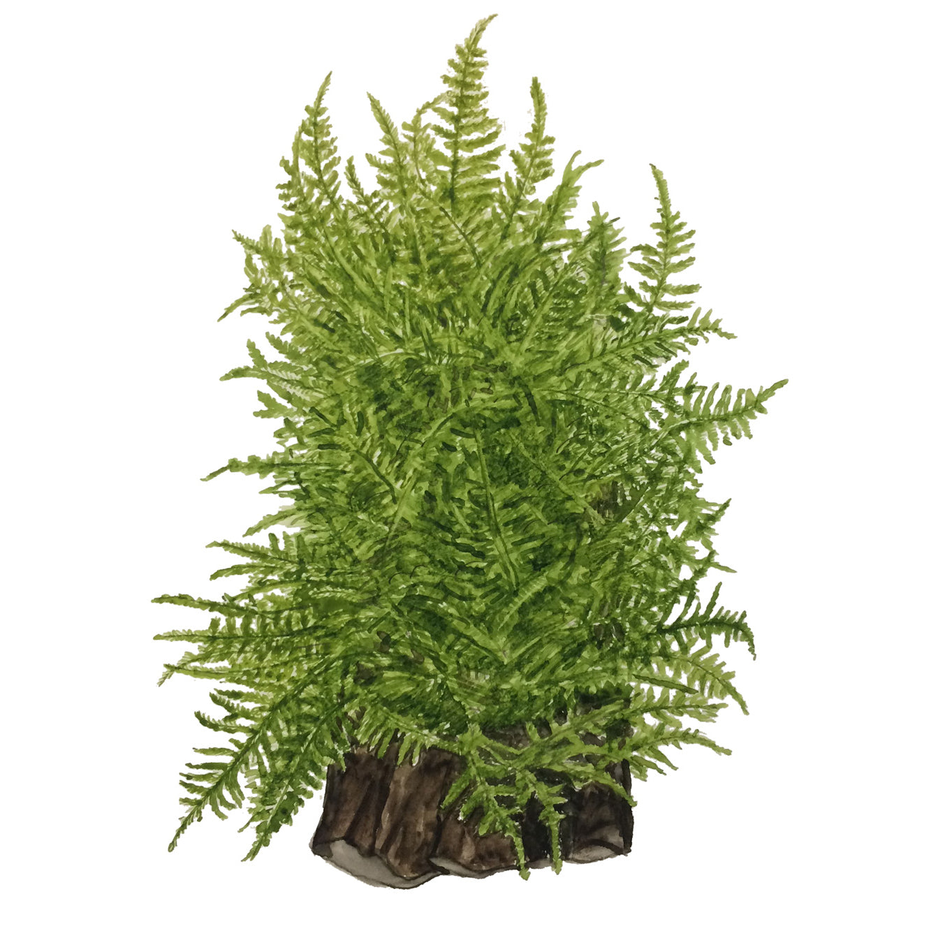 Tropica Taxiphyllum alternans 'Taiwan Moss' (Easy, Moss) 1-2-Grow!