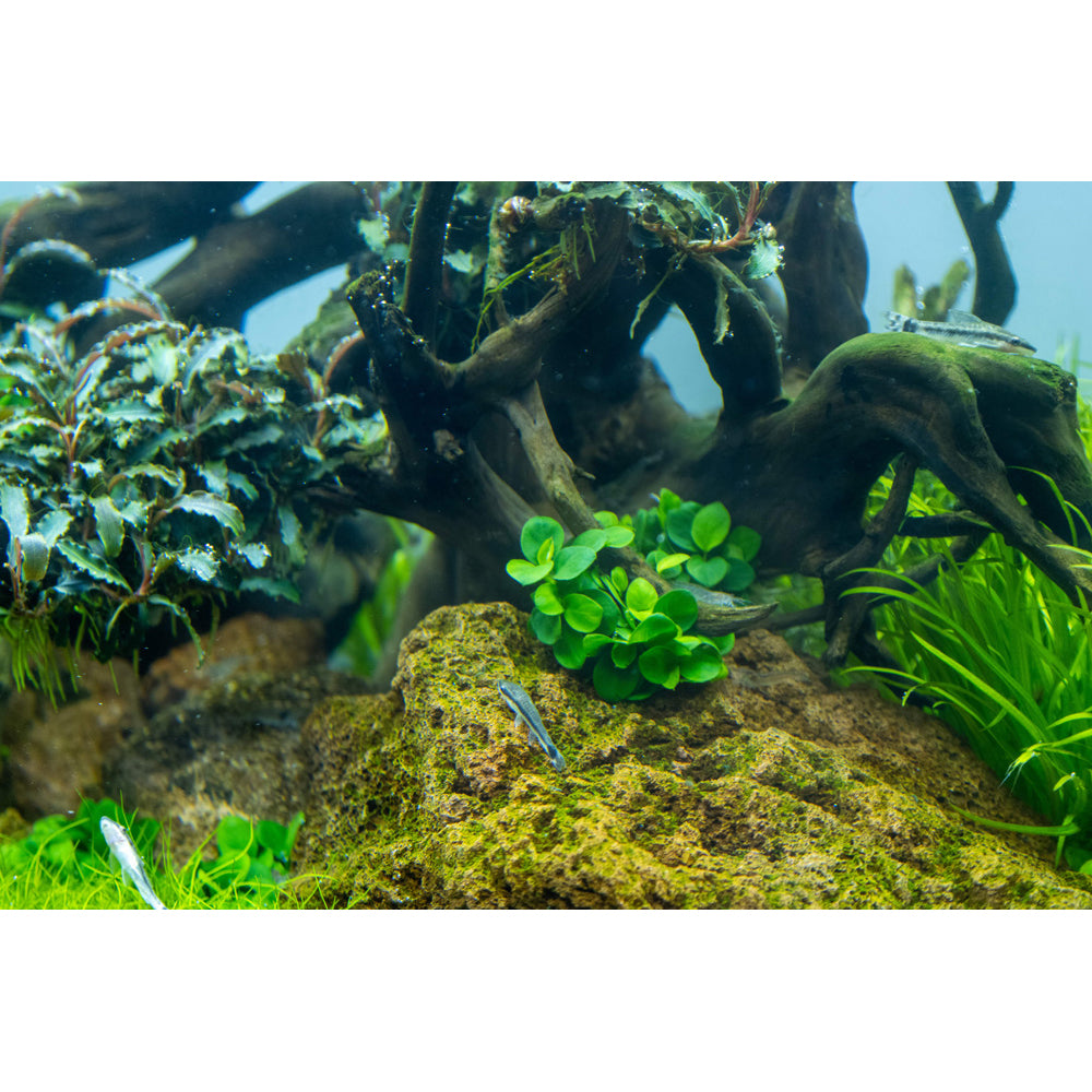 Tropica Anubias barteri 'Mini Coin' (Easy, Foreground/Attach) 1-2-Grow!