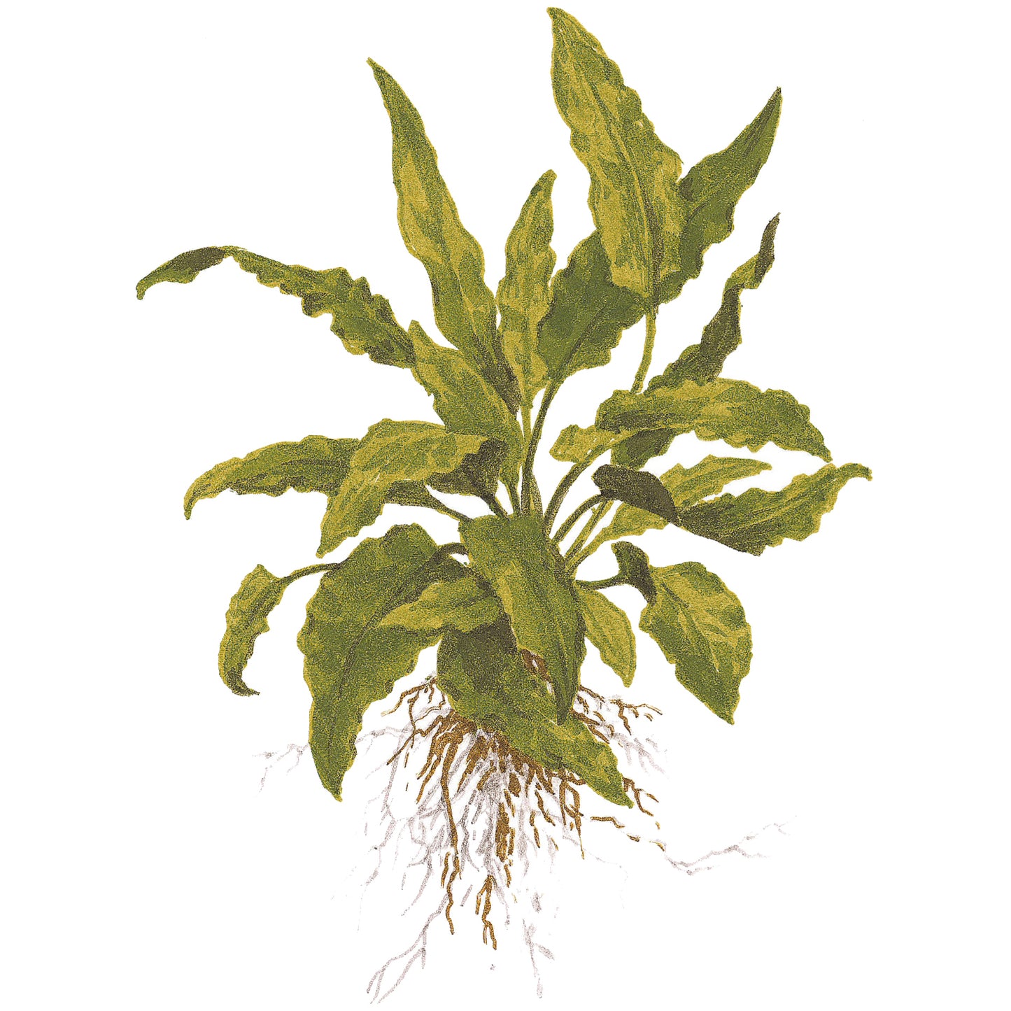 Tropica Cryptocoryne wendtii 'Green' (Easy, Middleground) 1-2-Grow!