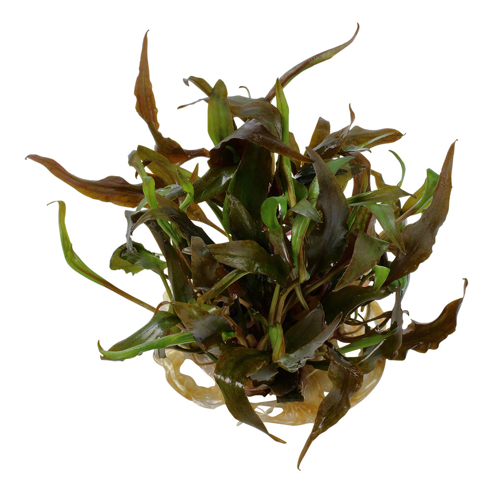 Tropica Cryptocoryne undulata 'Broad Leaf' (Easy, Middleground) 1-2-Grow!
