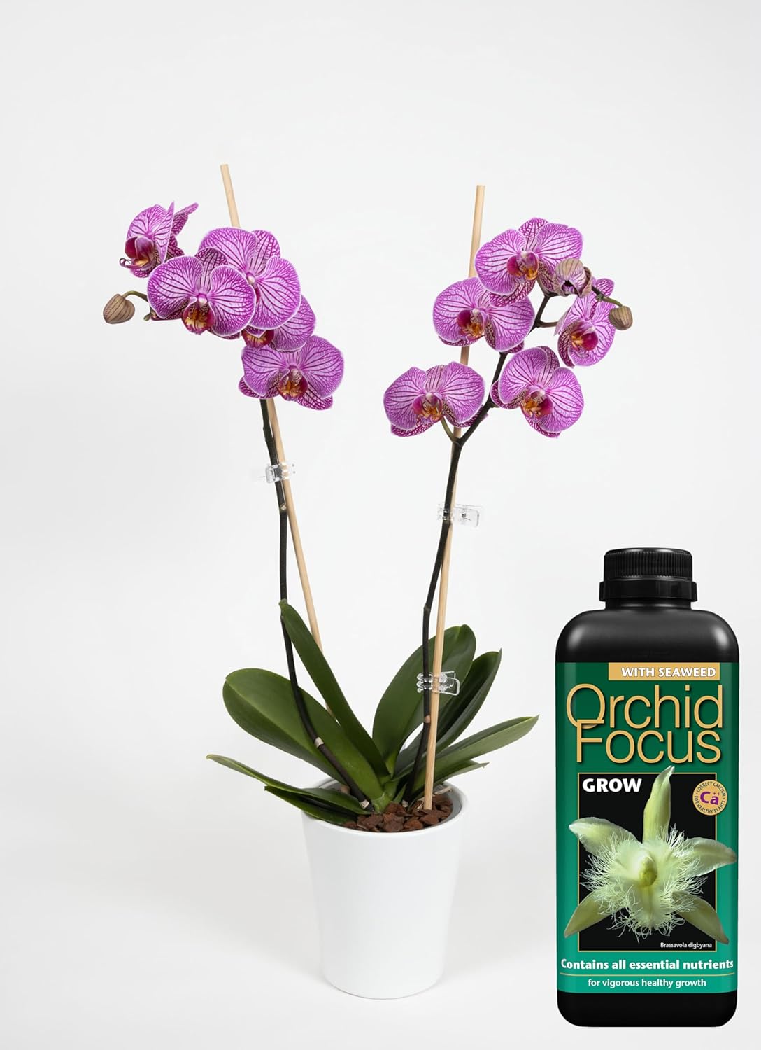 Growth Technology Orchid Focus Grow