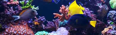 Fish Tanks and Aquariums