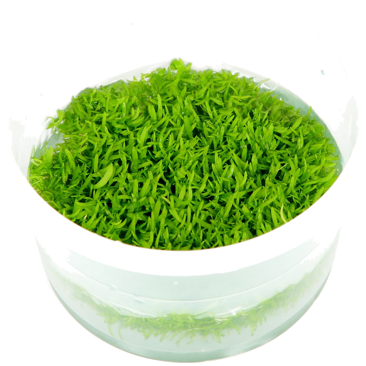 Tropica Utricularia graminifolia (Advanced, Foreground) 1-2-Grow!