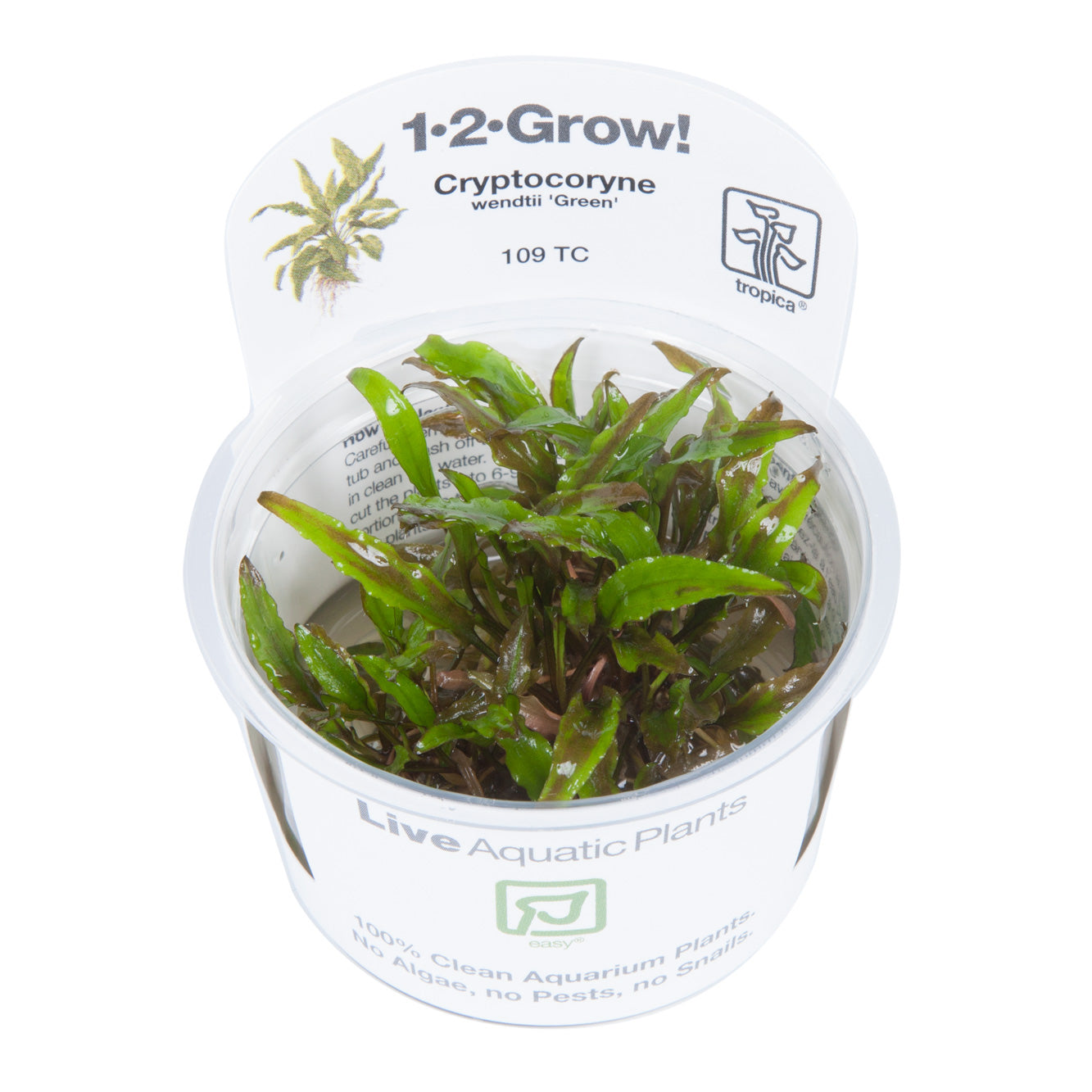 Tropica Cryptocoryne wendtii 'Green' (Easy, Middleground) 1-2-Grow!
