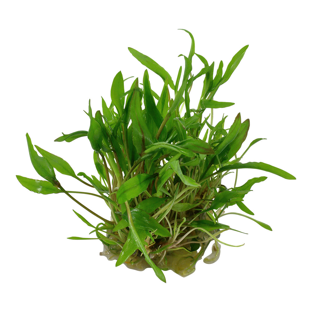 Tropica Cryptocoryne wendtii 'Green' (Easy, Middleground) 1-2-Grow!