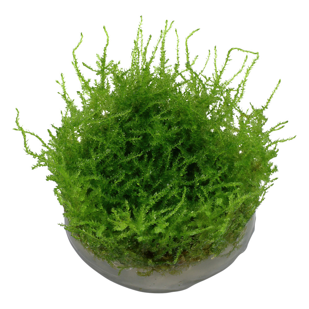 Tropica Vesicularia montagnei 'Christmas Moss' (Medium, Foreground) 1-2-Grow!
