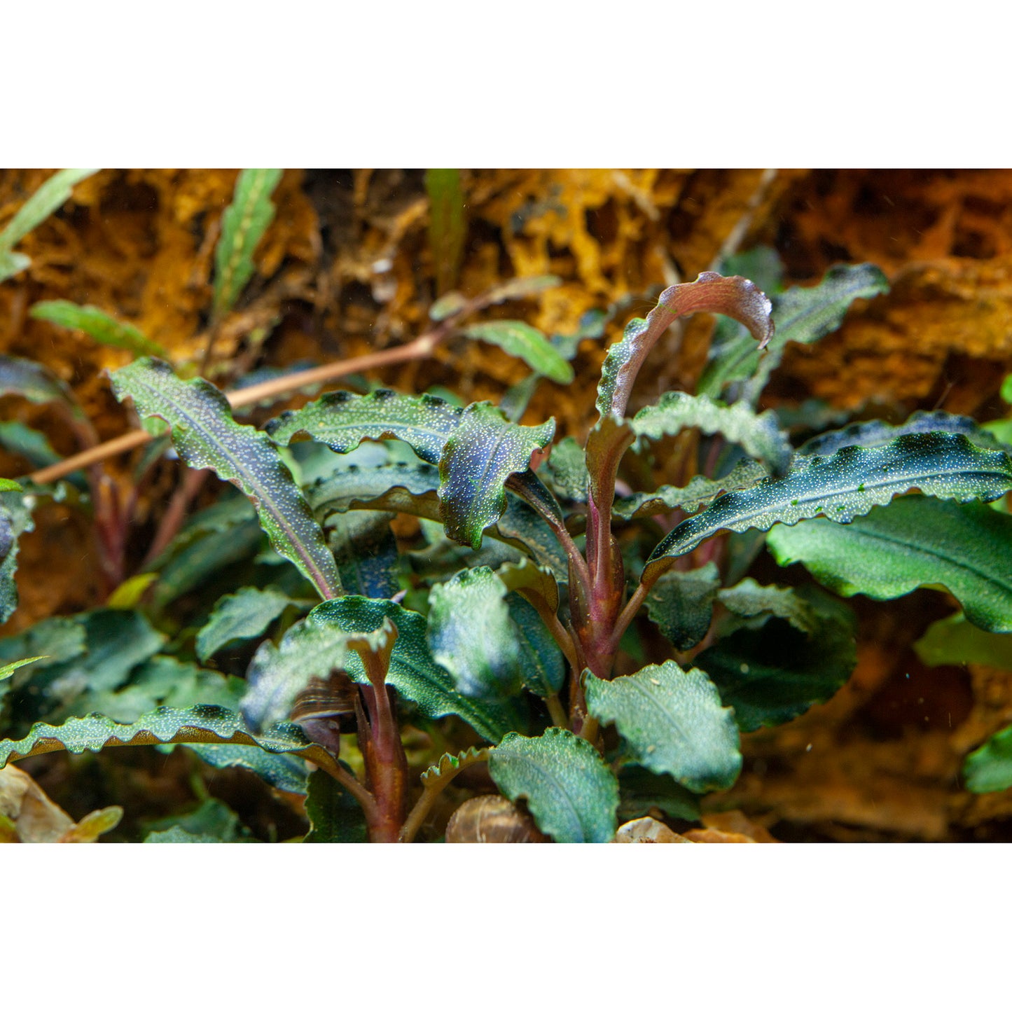 Tropica Bucephalandra 'Kedagang' (Easy, Foreground/Attach) 1-2-Grow!