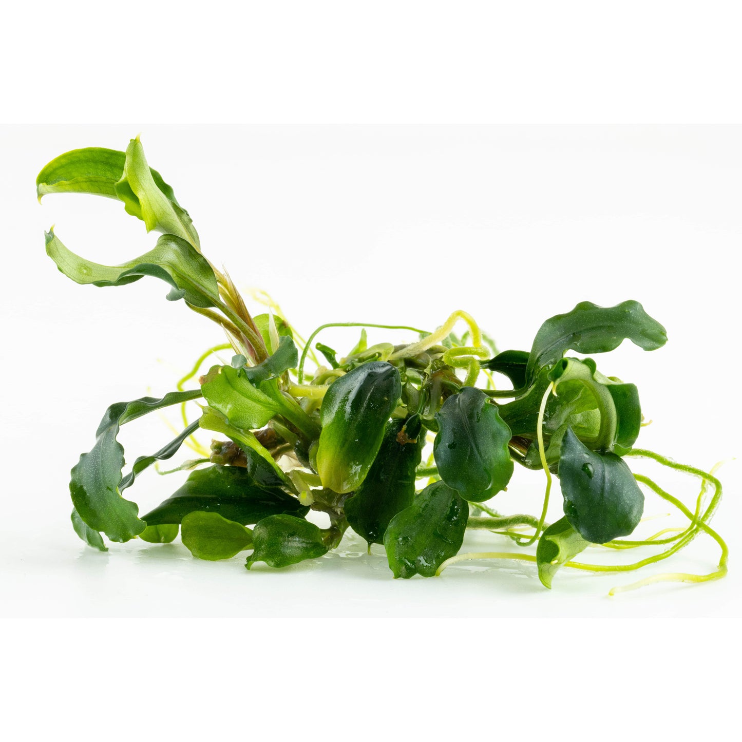 Tropica Bucephalandra pygmaea 'Bukit Kelam' (Easy, Foreground/Attach) 1-2-Grow!